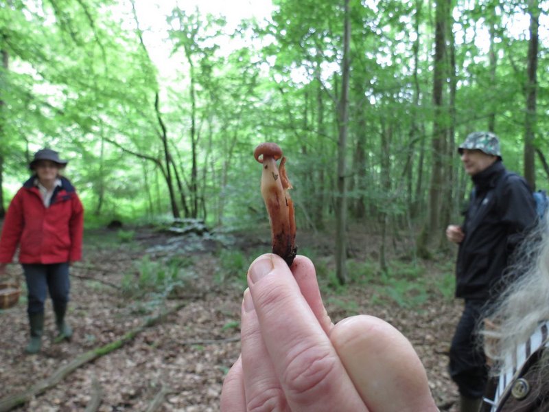 Collybia fusipes 1654
